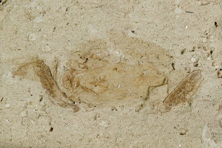 Fossil Pea Crab (Pinnixa) From California - Miocene #128086